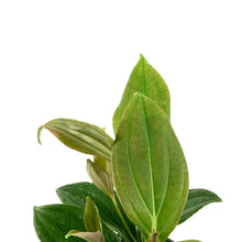 Load image into Gallery viewer, Medinilla, 6in, Malaysian Orchid - Floral Acres Greenhouse &amp; Garden Centre
