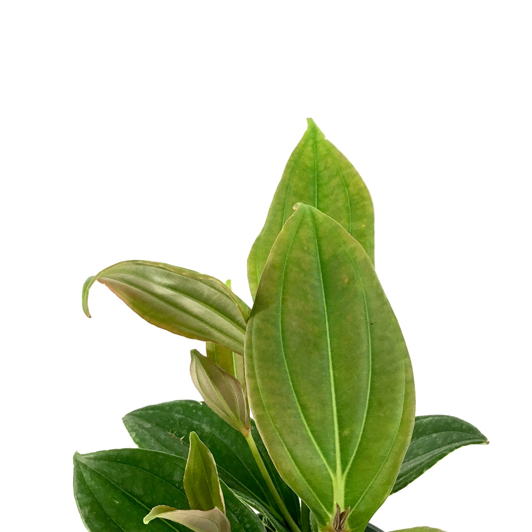 Medinilla, 6in, Malaysian Orchid - Floral Acres Greenhouse & Garden Centre