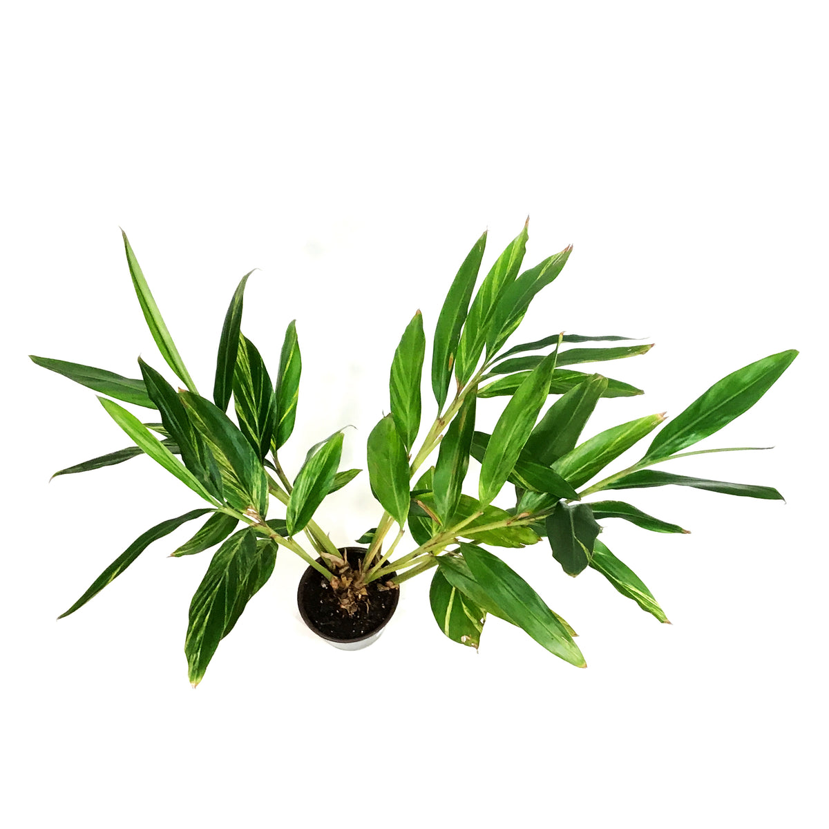 Ginger, 6in, Variegated Shell