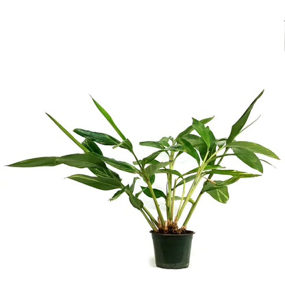 Ginger, 6in, Variegated Shell