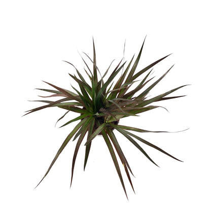 Dracaena, 6in, Magenta Tips 3ppp - Floral Acres Greenhouse & Garden Centre