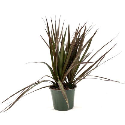 Dracaena, 6in, Magenta Tips 3ppp - Floral Acres Greenhouse & Garden Centre