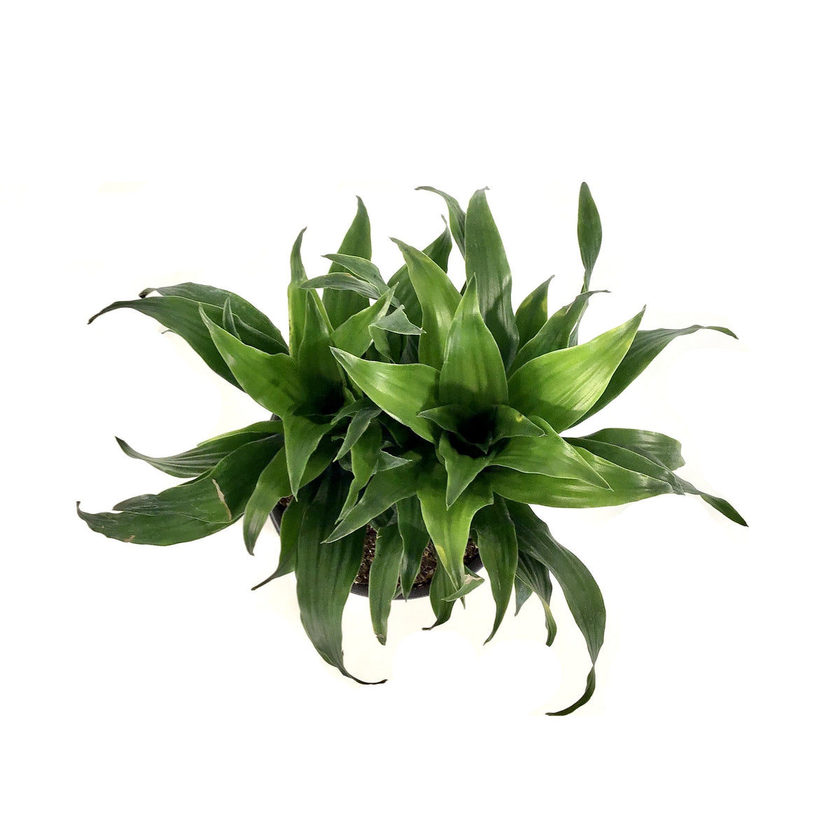 Dracaena, 6in, Janet Craig Compacta - Floral Acres Greenhouse & Garden Centre