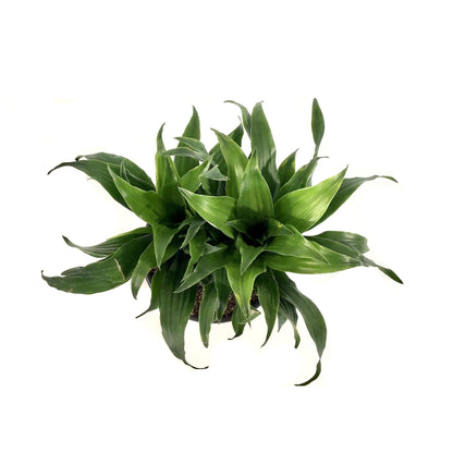 Dracaena, 6in, Janet Craig Compacta - Floral Acres Greenhouse & Garden Centre