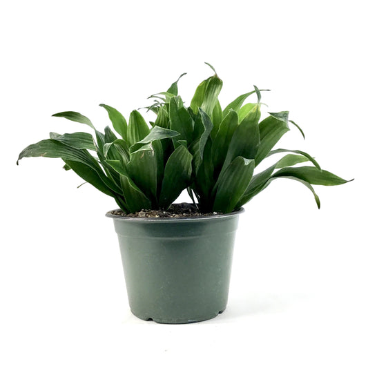 Dracaena, 6in, Janet Craig Compacta - Floral Acres Greenhouse & Garden Centre