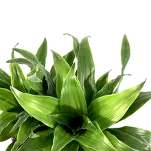 Load image into Gallery viewer, Dracaena, 6in, Janet Craig Compacta - Floral Acres Greenhouse &amp; Garden Centre
