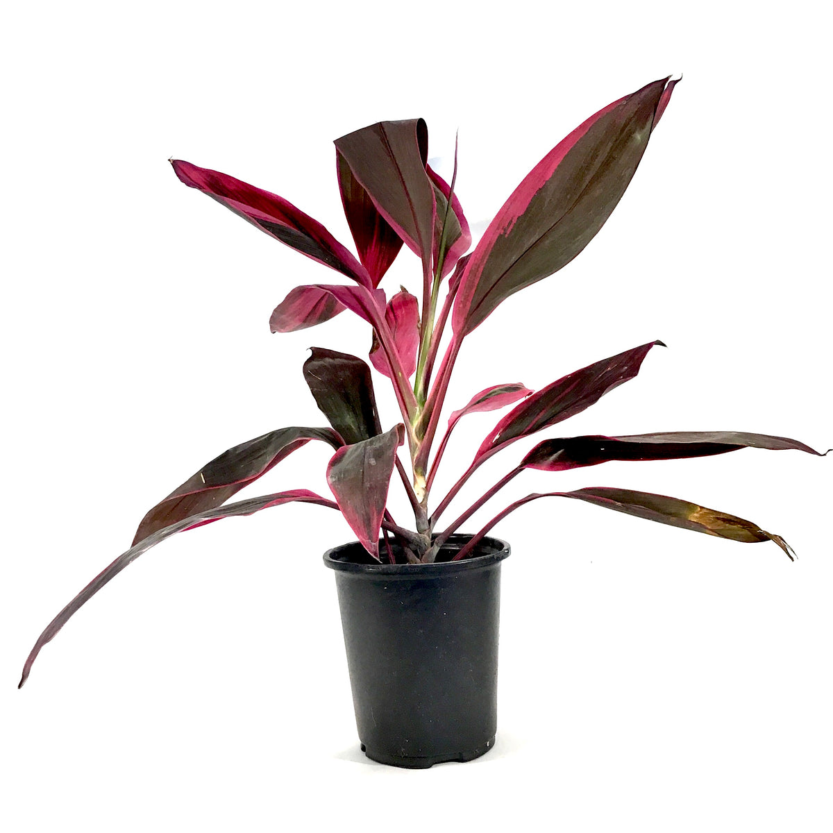 Cordyline, 6in, Red Sister - Floral Acres Greenhouse & Garden Centre