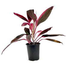 Load image into Gallery viewer, Cordyline, 6in, Red Sister - Floral Acres Greenhouse &amp; Garden Centre
