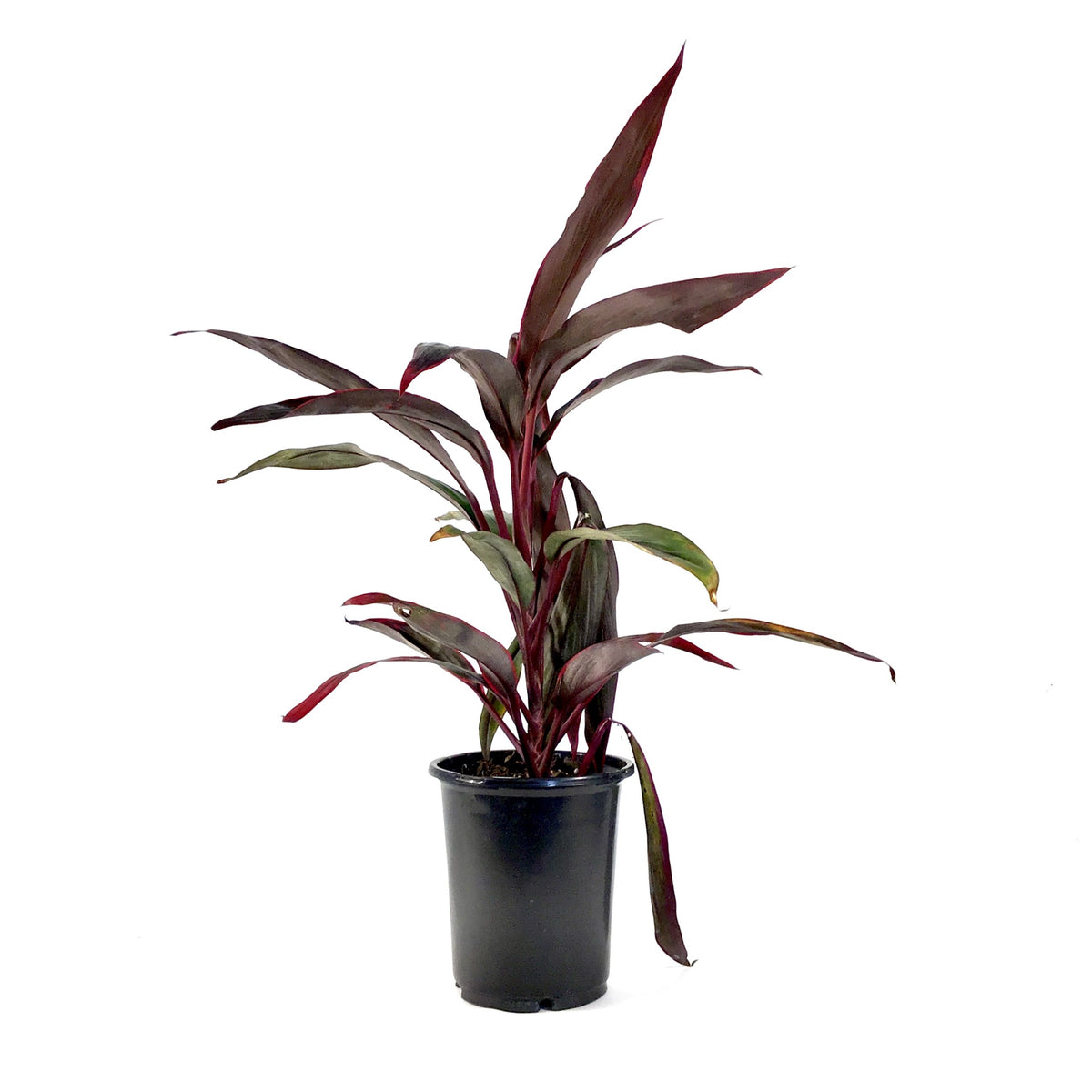 Cordyline, 6in, Hot Pepper - Floral Acres Greenhouse & Garden Centre