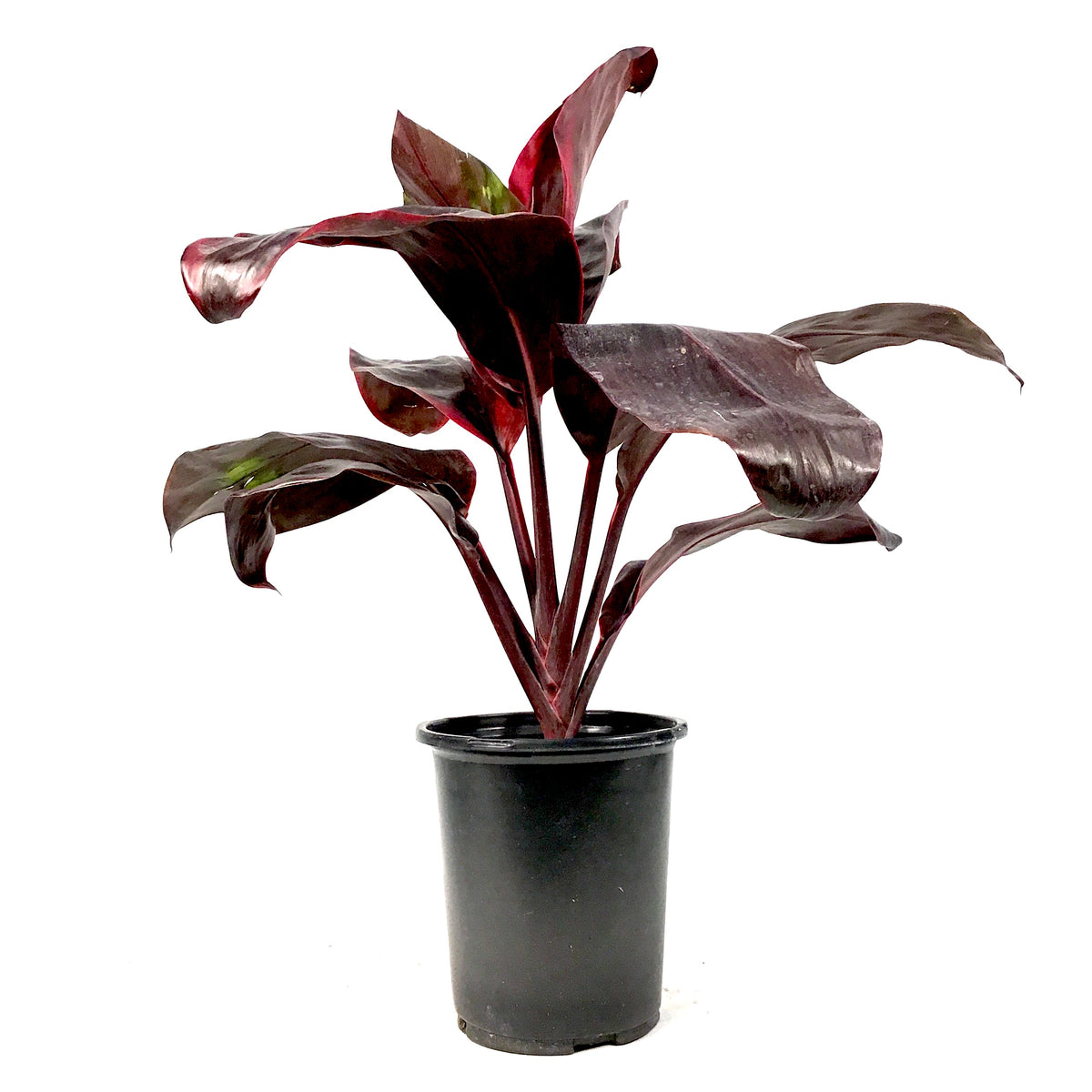Cordyline, 6in, Dr. Brown - Floral Acres Greenhouse & Garden Centre