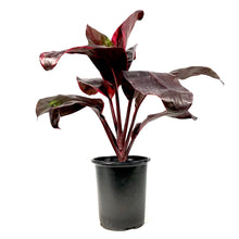 Load image into Gallery viewer, Cordyline, 6in, Dr. Brown - Floral Acres Greenhouse &amp; Garden Centre
