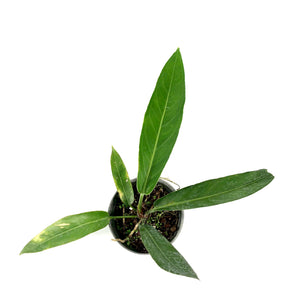 Anthurium, 6in, Crenatum - Floral Acres Greenhouse & Garden Centre