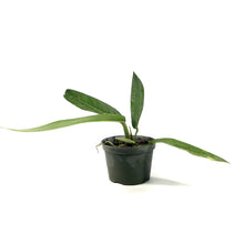 Load image into Gallery viewer, Anthurium, 6in, Crenatum - Floral Acres Greenhouse &amp; Garden Centre
