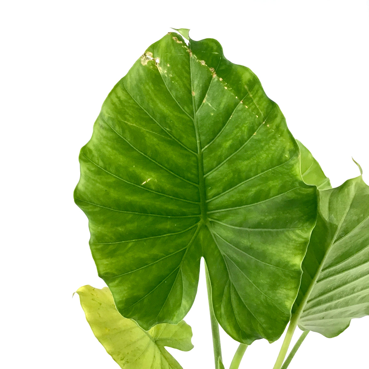 Alocasia, 6in, California - Floral Acres Greenhouse & Garden Centre