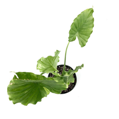 Alocasia, 6in, California - Floral Acres Greenhouse & Garden Centre