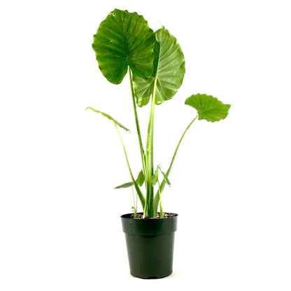 Alocasia, 6in, California - Floral Acres Greenhouse & Garden Centre