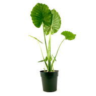 Alocasia, 6in, California - Floral Acres Greenhouse & Garden Centre