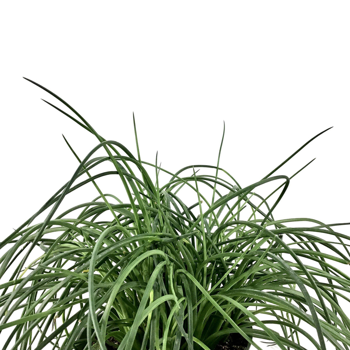 Agave, 6in, Spaghetti Strap - Floral Acres Greenhouse & Garden Centre