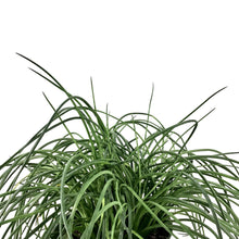 Load image into Gallery viewer, Agave, 6in, Spaghetti Strap - Floral Acres Greenhouse &amp; Garden Centre
