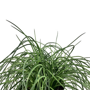 Agave, 6in, Spaghetti Strap - Floral Acres Greenhouse & Garden Centre