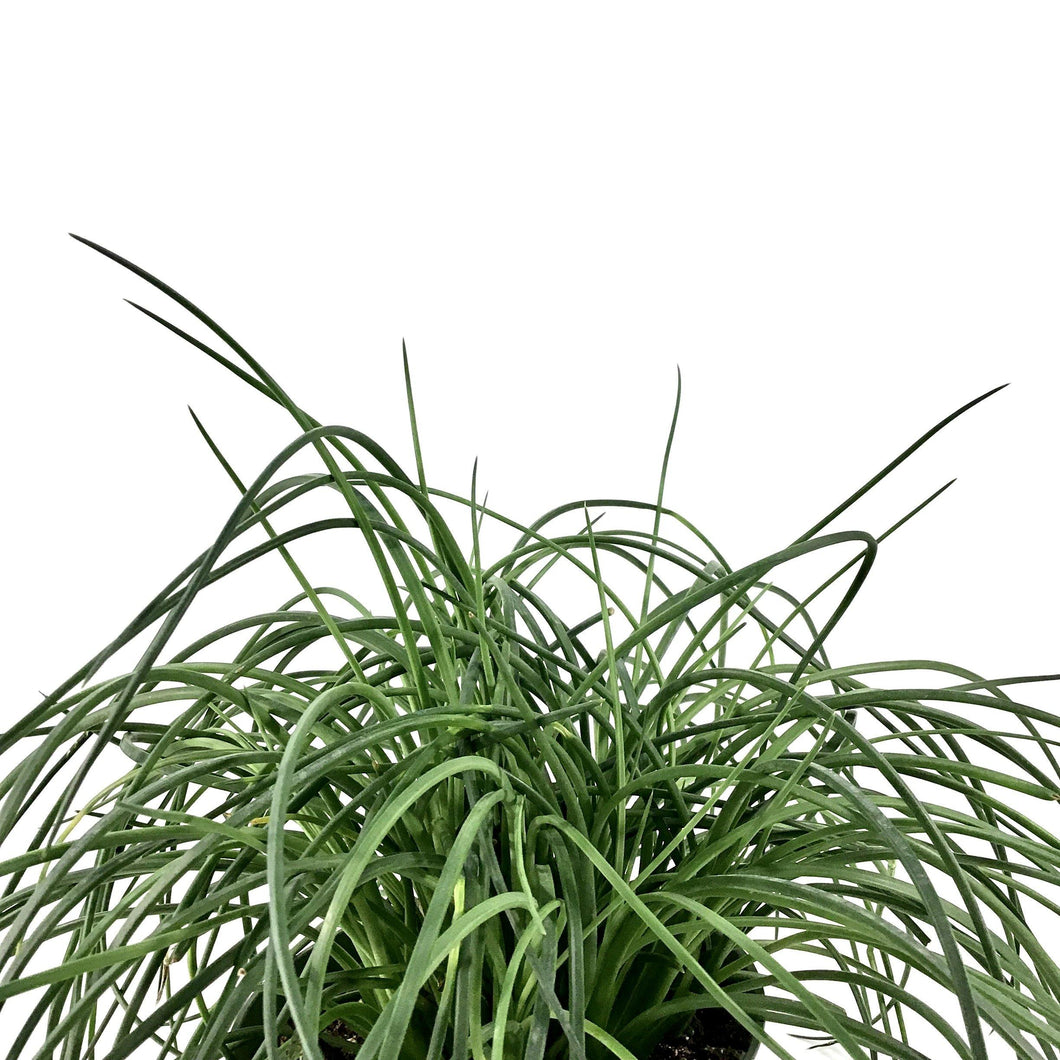 Agave, 6in, Spaghetti Strap - Floral Acres Greenhouse & Garden Centre