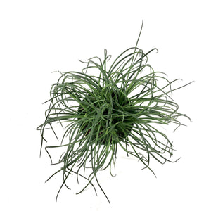 Agave, 6in, Spaghetti Strap - Floral Acres Greenhouse & Garden Centre