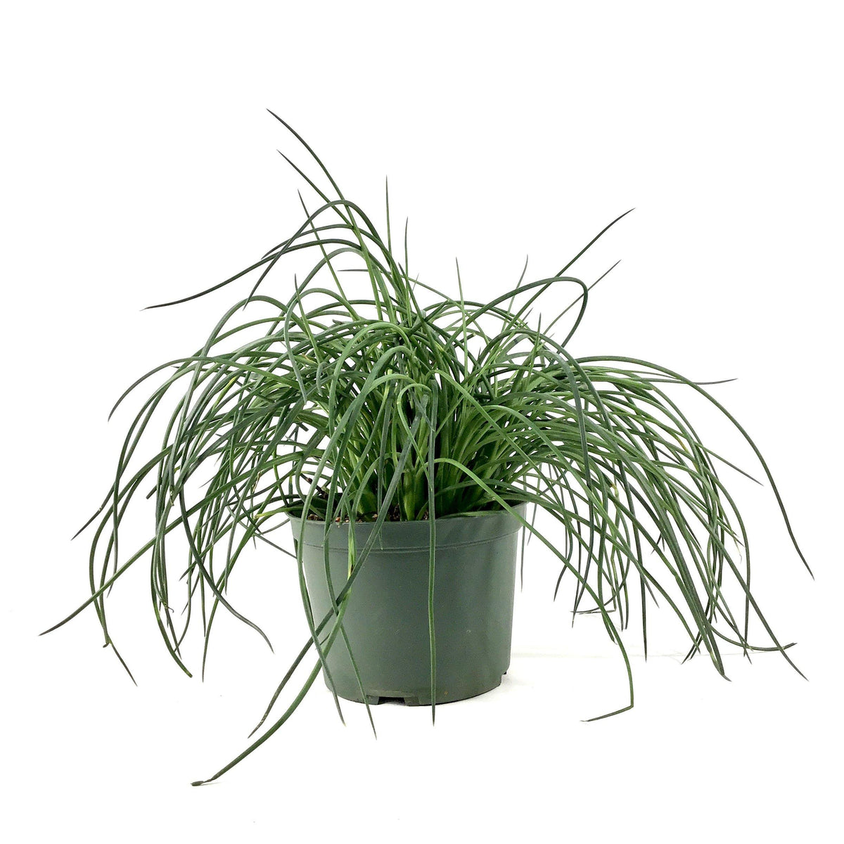 Agave, 6in, Spaghetti Strap - Floral Acres Greenhouse & Garden Centre