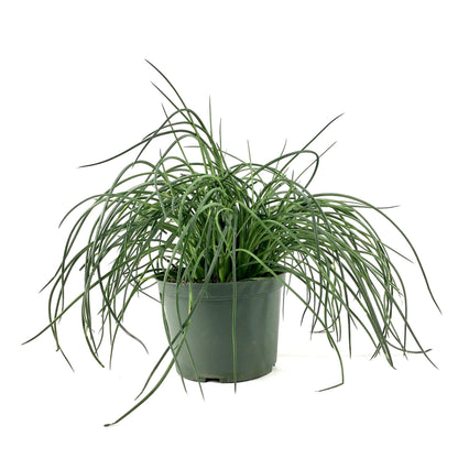Agave, 6in, Spaghetti Strap - Floral Acres Greenhouse & Garden Centre
