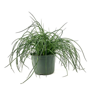 Agave, 6in, Spaghetti Strap - Floral Acres Greenhouse & Garden Centre