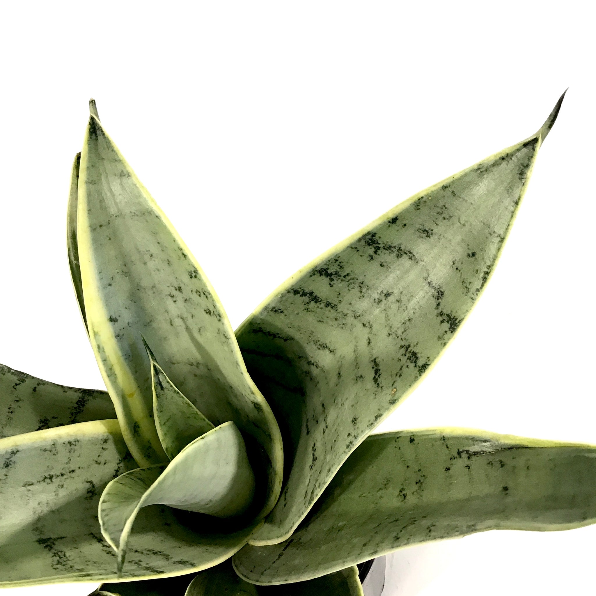sansevieria night owl height Sansevieria, 5in, Night Owl – Floral Acres Greenhouse & Garden Centre