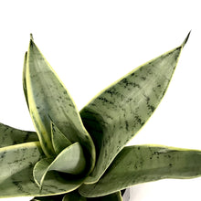 Load image into Gallery viewer, Sansevieria, 5in, Night Owl - Floral Acres Greenhouse &amp; Garden Centre
