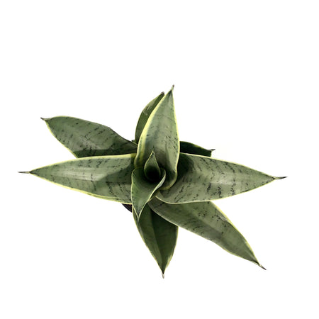 Sansevieria, 5in, Night Owl - Floral Acres Greenhouse & Garden Centre