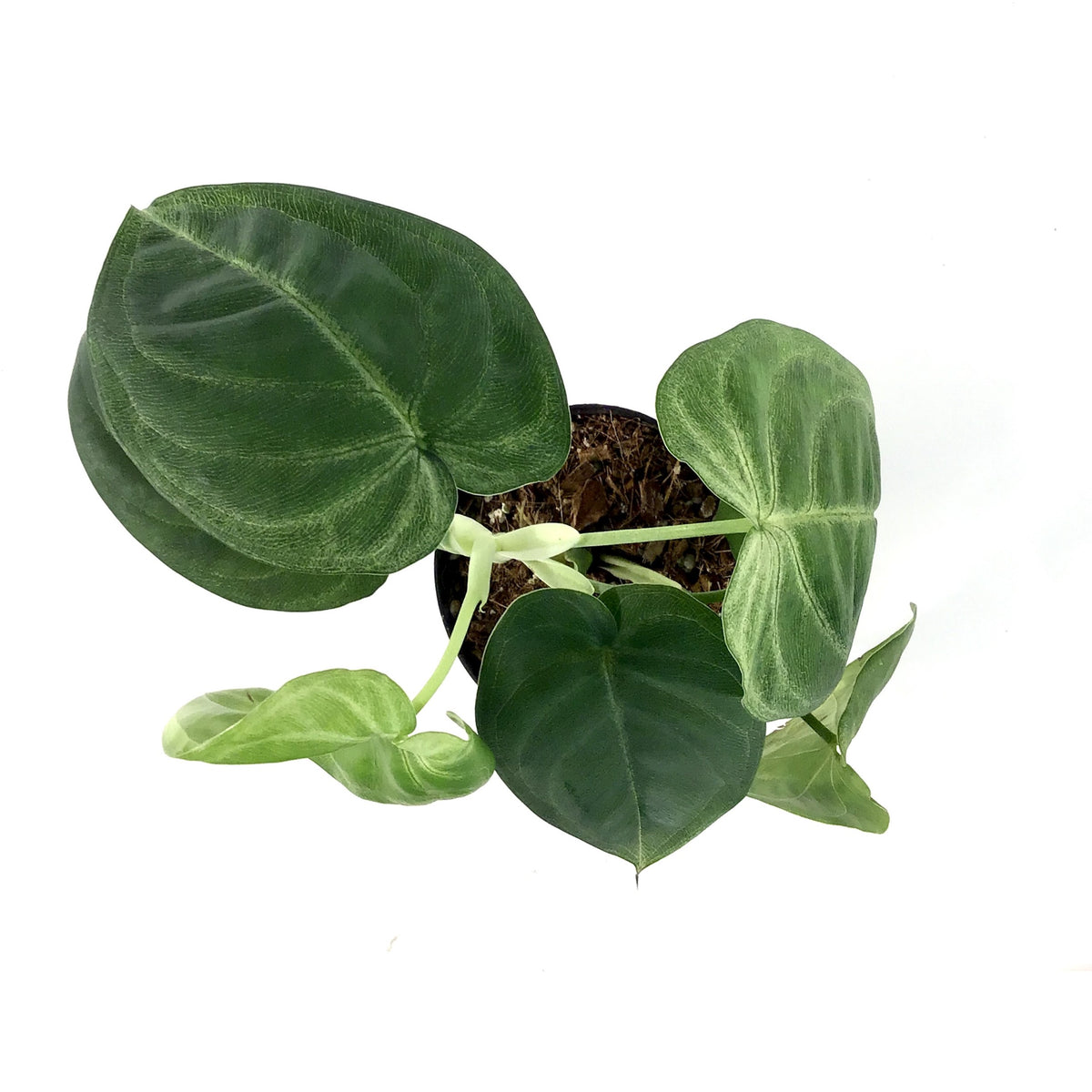 Syngonium, 4in, Ice Frost - Floral Acres Greenhouse & Garden Centre