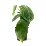 Syngonium, 4in, Ice Frost - Floral Acres Greenhouse & Garden Centre