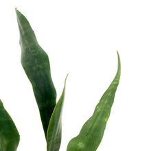 Load image into Gallery viewer, Sansevieria, 6in, Jaboa - Floral Acres Greenhouse &amp; Garden Centre
