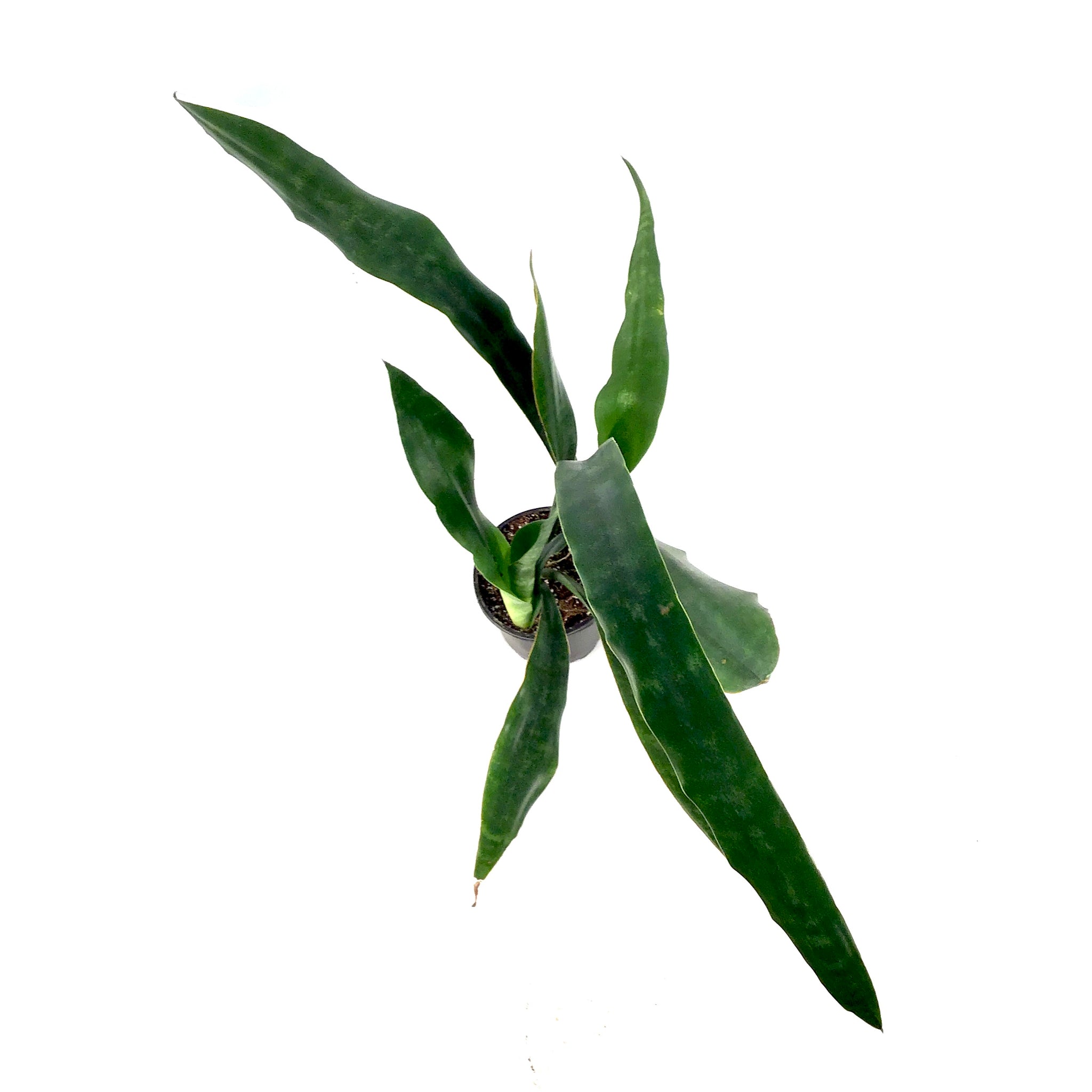 sansevieria jaboa for sale Sansevieria, 6in, Jaboa – Floral Acres Greenhouse & Garden Centre