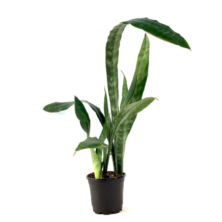 Sansevieria, 6in, Jaboa - Floral Acres Greenhouse & Garden Centre