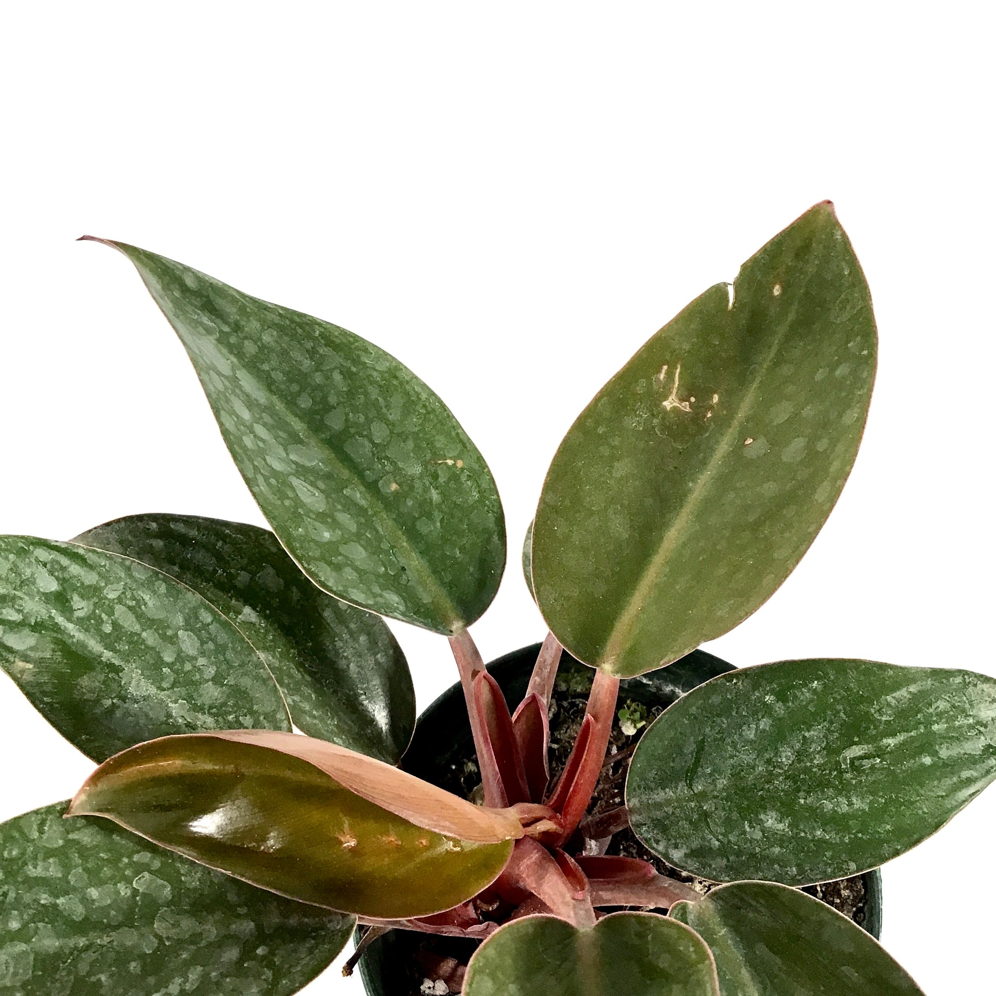 red back philodendron Philodendron, 4in, Red Back – Floral Acres Greenhouse & Garden Centre