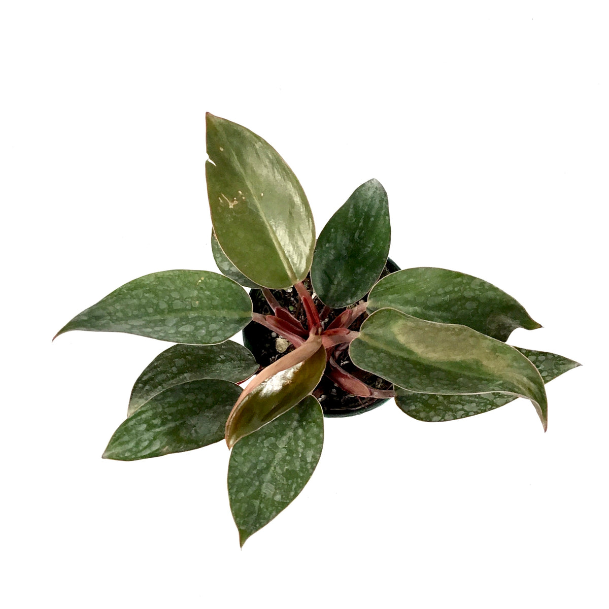 Philodendron, 4in, Red Back - Floral Acres Greenhouse & Garden Centre