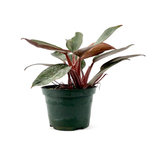 Philodendron, 4in, Red Back - Floral Acres Greenhouse & Garden Centre