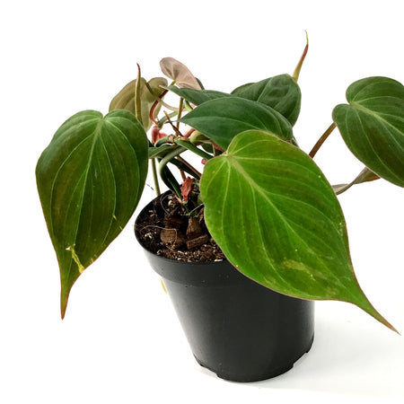 Philodendron, 4in, Micans - Floral Acres Greenhouse & Garden Centre