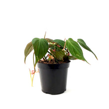 Load image into Gallery viewer, Philodendron, 4in, Micans - Floral Acres Greenhouse &amp; Garden Centre

