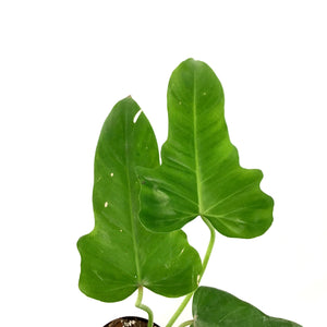 Philodendron, 4in, Green Dragon - Floral Acres Greenhouse & Garden Centre