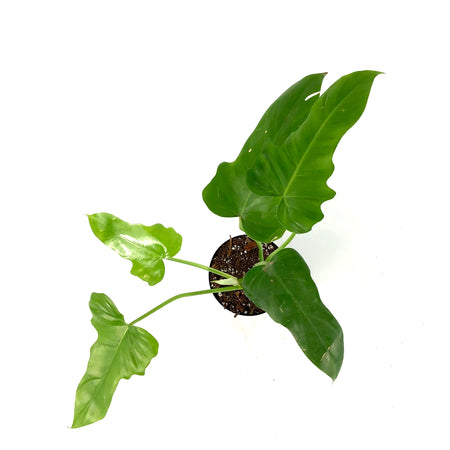 Philodendron, 4in, Green Dragon - Floral Acres Greenhouse & Garden Centre