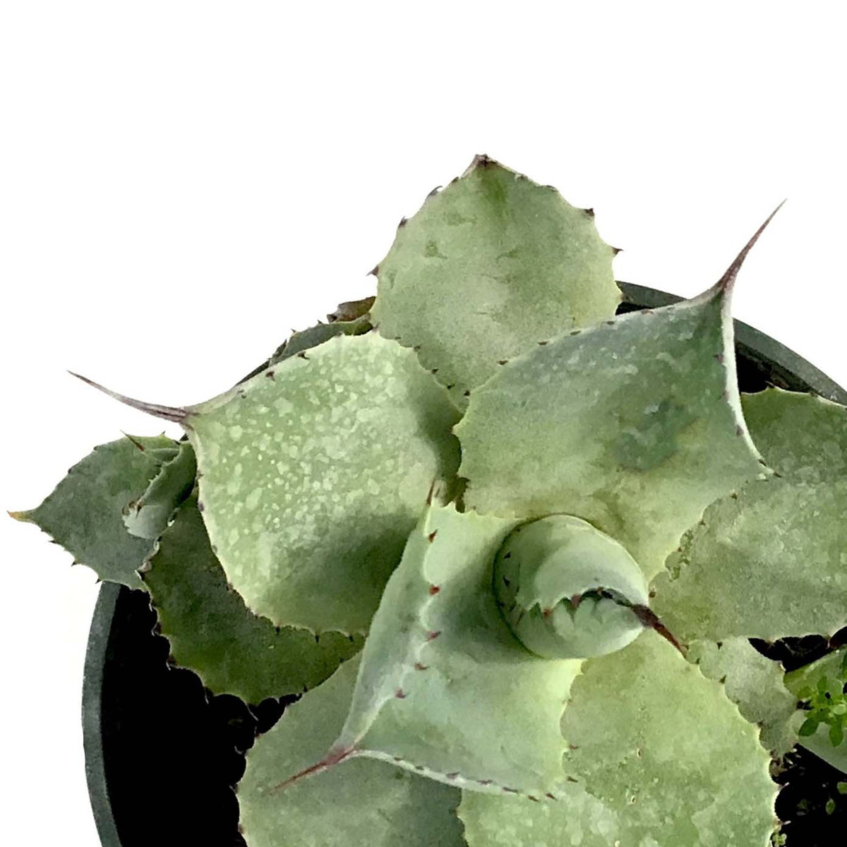 Agave, 4in, Blue Rose