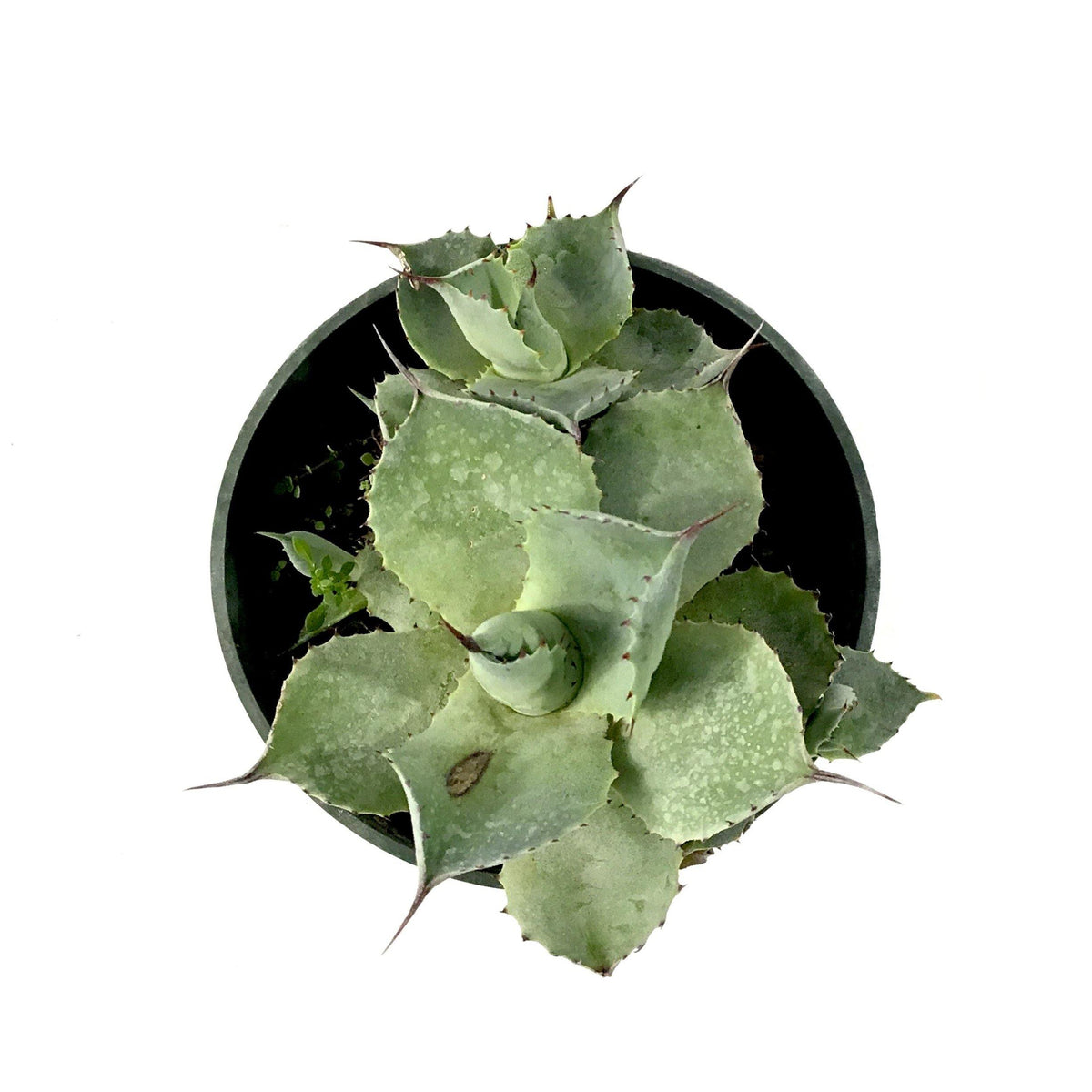 Agave, 4in, Blue Rose - Floral Acres Greenhouse & Garden Centre
