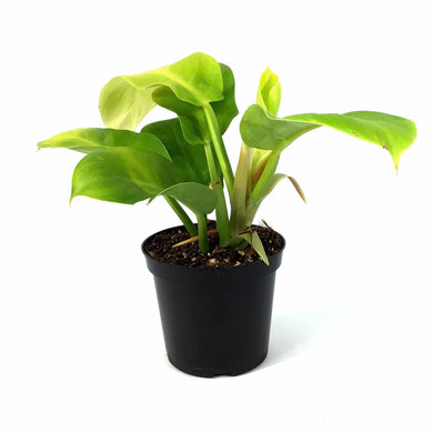 Philodendron, 4in, Malaya Gold - Floral Acres Greenhouse & Garden Centre