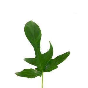 Philodendron, 4in, Glad Hands - Floral Acres Greenhouse & Garden Centre