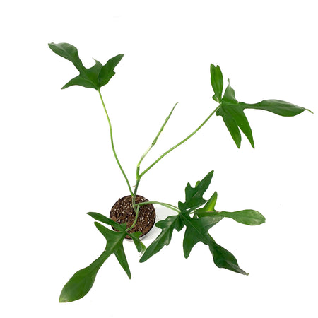 Philodendron, 4in, Glad Hands - Floral Acres Greenhouse & Garden Centre