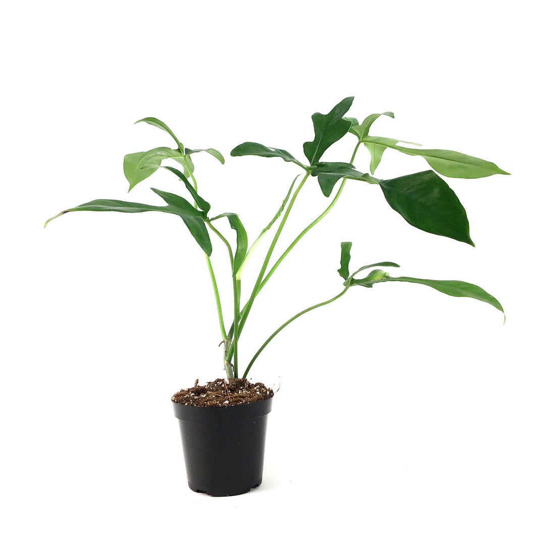 Philodendron, 4in, Glad Hands - Floral Acres Greenhouse & Garden Centre